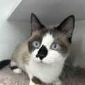 Photo of Skye