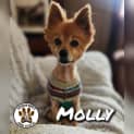 Photo of Molly