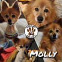 Photo of Molly