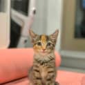 Photo of Poppy