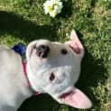 Photo of Elsa   4 Month Old Mixed Breed