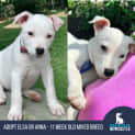 Photo of Elsa   4 Month Old Mixed Breed