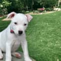 Photo of Anna   4 Month Old Mixed Breed
