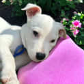 Photo of Anna   4 Month Old Mixed Breed