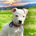 Photo of Anna   4 Month Old Mixed Breed