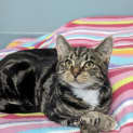 Photo of Sunray