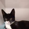 Photo of Coconut