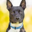 Photo of Spike   8 Month Old Staffy X Kelpie (Trial)