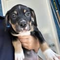 Photo of Milo
