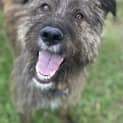 Photo of Scruffa