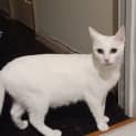Photo of Yeti