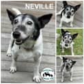 Photo of Neville 