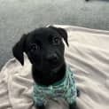Photo of Echo (Was Quinn)