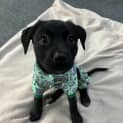 Photo of Echo (Was Quinn)