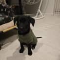 Photo of Echo (Was Quinn)