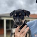 Photo of Barney