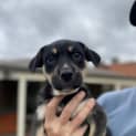 Photo of Barney