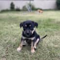 Photo of Barney