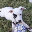 Photo of Patchy   11 Week Old Staffy X (Trial)