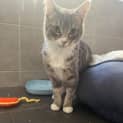Photo of Bailey ** 2nd Chance Cat Rescue**
