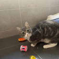 Photo of Bailey ** 2nd Chance Cat Rescue**