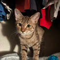 Photo of Ganoush