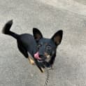 Photo of Opal