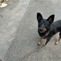 Photo of Opal
