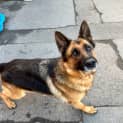 Photo of Shadow