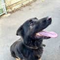 Photo of Bear
