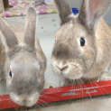 Photo of Wednesday (Bonded With Pugsley)