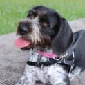 Photo of Shirley