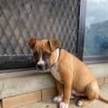 Photo of Loki