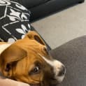 Photo of Loki