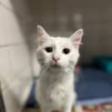 Photo of Cotton