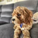 Photo of Billie 10 Month Old Cavoodle (Trial)