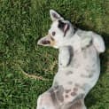 Photo of Poss