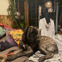 Photo of Zomi