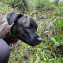 Photo of Zomi