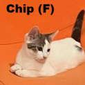 Photo of Chip