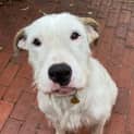 Photo of Lobo