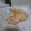 Photo of Gilbert