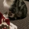Photo of Neville