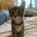 Photo of Albus