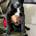 Photo of Sully (Was Sizzler)