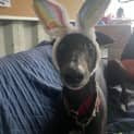 Photo of Comet