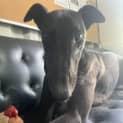 Photo of Comet