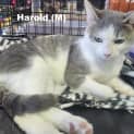 Photo of Harold