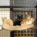 Photo of Ariel **2nd Chance Cat Rescue**