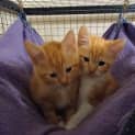 Photo of Ariel **2nd Chance Cat Rescue**